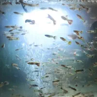 ماهی کپی اکثر ماده|ماهی|مشهد, شهید معقول|دیوار
