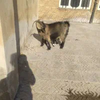 بزوبزغاله نر 95000وچراغ|لامپ و چراغ|آبدانان, |دیوار