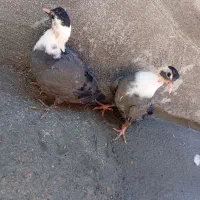 کبوتر سنگین وزن