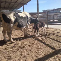 گاو با گوساله سمینتال نر