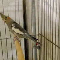 عروس هلندی دستی نر|پرنده|کرج, آق تپه|دیوار