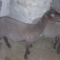 فوق العاده خوب|حراج|گنبد کاووس, |دیوار