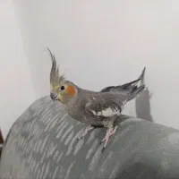 عروس هلندی ماده