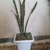 گلهای آپارتمانی