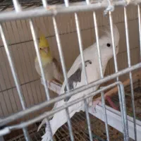 عروس هلندی ایزبلا دوکت لوتینو  آلبینو دوکت وآلبینو|پرنده|تاکستان, |دیوار