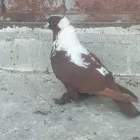 گگلیی قرمزی نشان آلابوغاز نر...گگلیی|پرنده|اردبیل, |دیوار