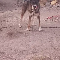 سگ پژدر ۱۹ماه|سگ|قروه, |دیوار