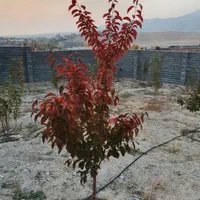 ۶۸۳متر زمین باغ مسکونی دماوند شلمبه پزشکپور|فروش زمین و ملک کلنگی|دماوند, دماوند|دیوار