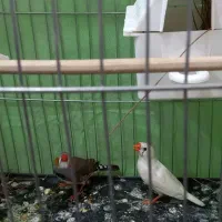 فنج|پرنده|خرمآباد, |دیوار