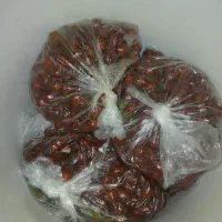 زالزالک قرمز کوهی