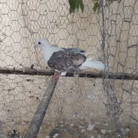 کبوتر|پرنده|کازرون, |دیوار