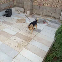 حیوان خانگی