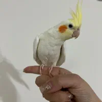 عروس ماده یکساله لوتینو