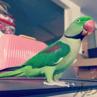 دنیای شاه طوطی سخنگو نر ماده رام دستی همه سنین اصل|پرنده|تهران, سلسبیل شمالی|دیوار