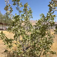 باغ 2200 متری با انشعابات کامل|فروش زمین و ملک کلنگی|شیراز, شهرک گلدشت حافظ‎|دیوار