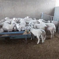 دکتر دامپزشک متخصص گاو و گوسفند،واکسن و سونوگرافی