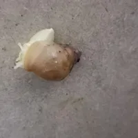 جوجه وتخم حلزون