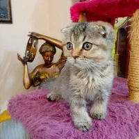 اسکاتیش گلد چینچیلا