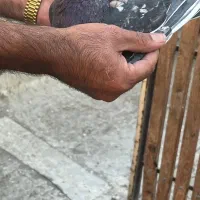 کبوتر|پرنده|ری, علایین|دیوار