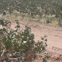 پیوند زنی درخت پسته