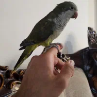 طوطی راهب|پرنده|پردیس, فاز ۸|دیوار