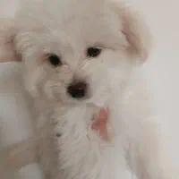 سگ پامر تریر