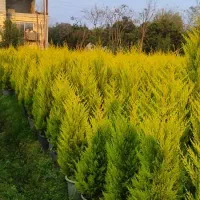 لاوسون ( کاج طلایی )|گل و گیاه طبیعی|شیرود, |دیوار