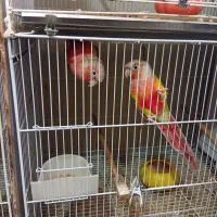 جفت گرینچیک روی تخم