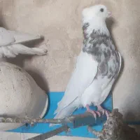 کفتر کرمانشاهی|پرنده|جهرم, |دیوار