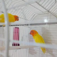 برزیلی اوپال و قناری|پرنده|الوند, |دیوار