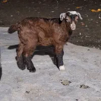 خوشکل دوست داشتنی|حیوانات مزرعه|حویق, |دیوار