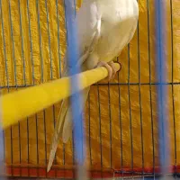 عروس هلندی