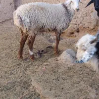 بره قوچی وتقلی|حیوانات مزرعه|بیرجند, |دیوار