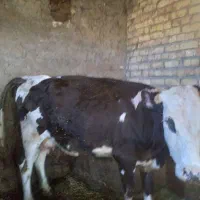 گاو سیمینتال