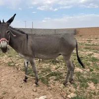 خر باربر|حیوانات مزرعه|یزد, |دیوار