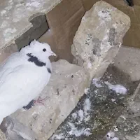 کبوتر|پرنده|سراوان, |دیوار