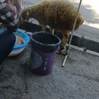 سوپر گوشت وقصابی بره مغان