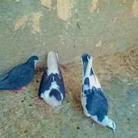 سید ساده پلنگ کرباتی|پرنده|مشهد, شهرک شیرین|دیوار