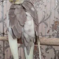 گمشده عروس هلندی