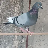 کفتر|پرنده|بهاباد, |دیوار