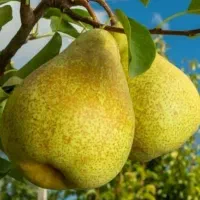 نهال گلابی پربار|خدمات باغبانی و درختکاری|کرمانشاه, |دیوار