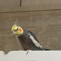 عروس هلندی گم شده