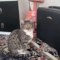یک عدد گربه ۴ماهه  زیبا و رایگان