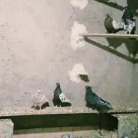 کبوترملقی|پرنده|زرند, |دیوار