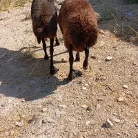 میش قزل اصل جوان