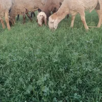 نگهداری و چراندن گوسفندان(چوپانی)