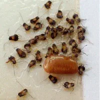 شرکت سمپاشی سوسک و ساس با ضمانت هر مناطق شهر مشهد|خدمات نظافت|مشهد, شاهد (شهرک غرب)|دیوار