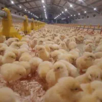 نیازمند کارگر مرغداری