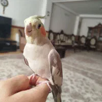 عروس هلندی|پرنده|زنجان, |دیوار