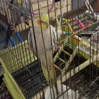 یک جفت عروس هلندی|پرنده|قدس, شهرقدس|دیوار